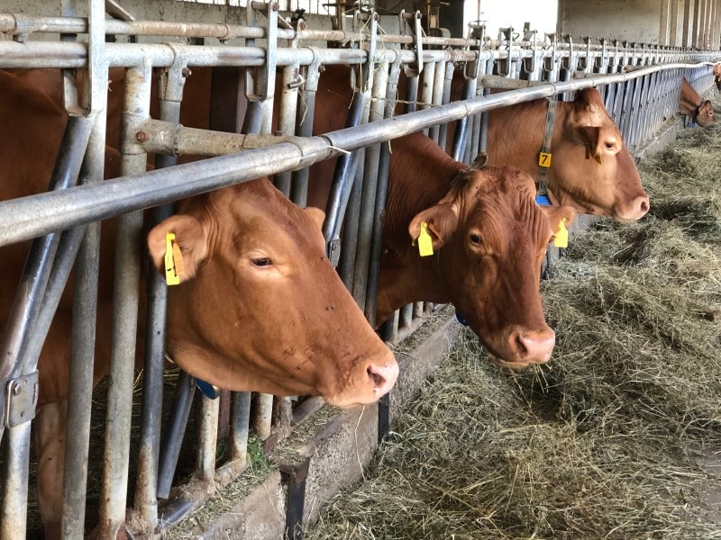 パルミジャーノ・レッジャーノ、赤牛、ヴァッケ・ロッセ