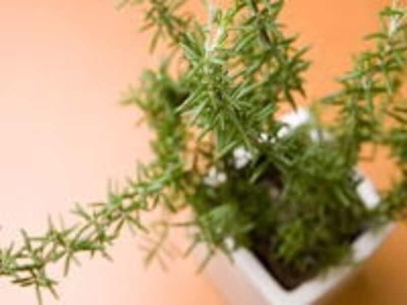 植物のパワー。花や樹木の香り。日頃のケアが身体から出す匂いを変えるかもしれません!