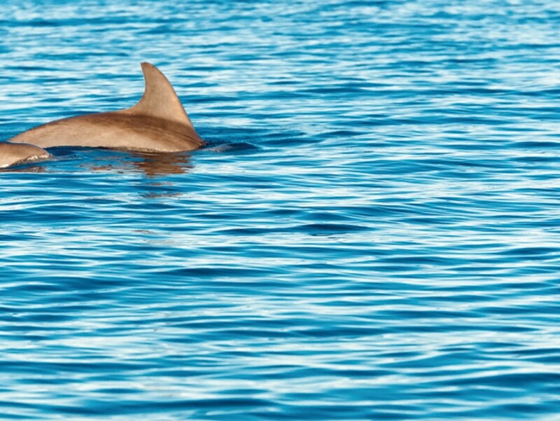 運が良ければイルカの群れがボートのすぐそばまで来ることも