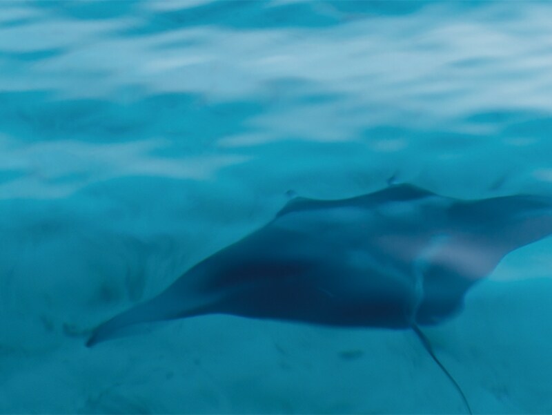 マンタの影も見逃さずに舵を切った 船長に拍手