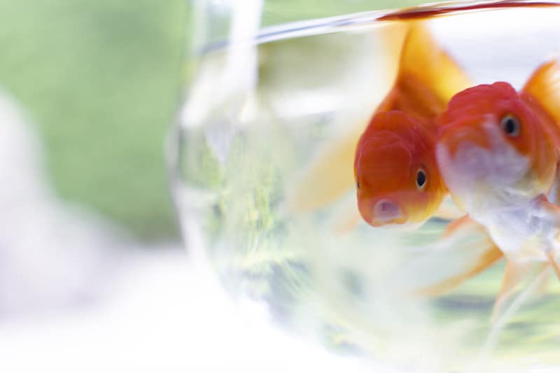 金魚の種類とは