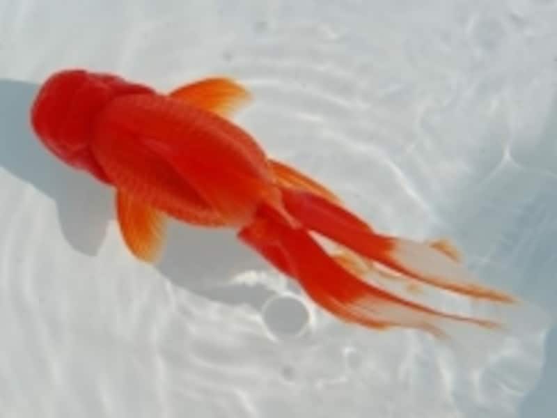 農林水産大臣賞を獲得したオランダ獅子頭