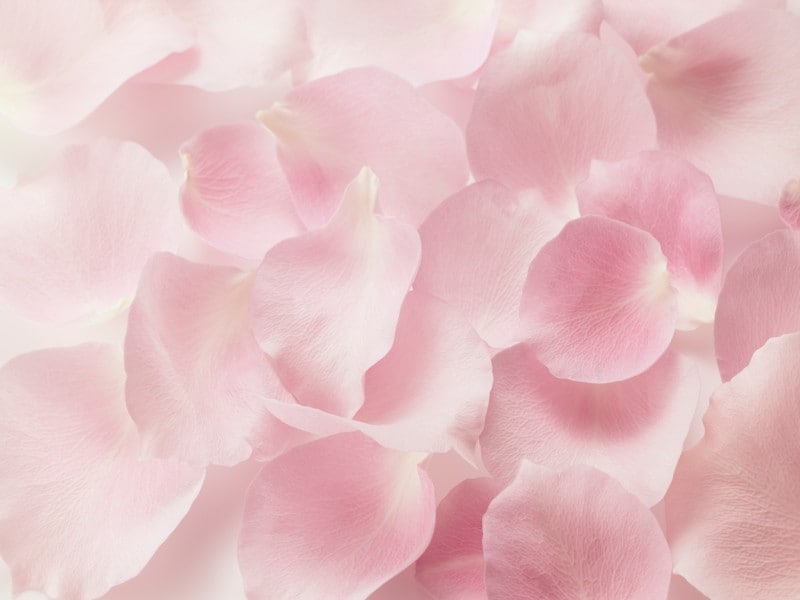 薔薇の花は早朝に人の手で摘み、花びらを1枚1枚取ります。