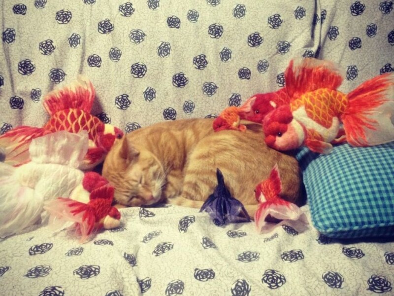 フェルト金魚と本物の猫