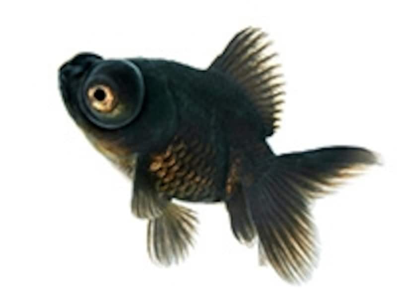 和金と混泳している金魚の相性は大丈夫 種類別に検証してみた 金魚 All About