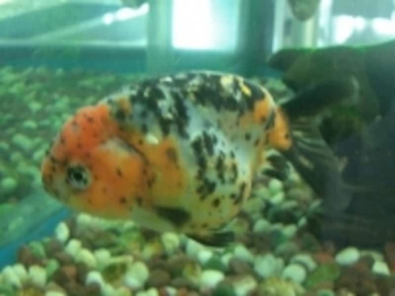 キャリコ柄が品種としての特徴である江戸錦