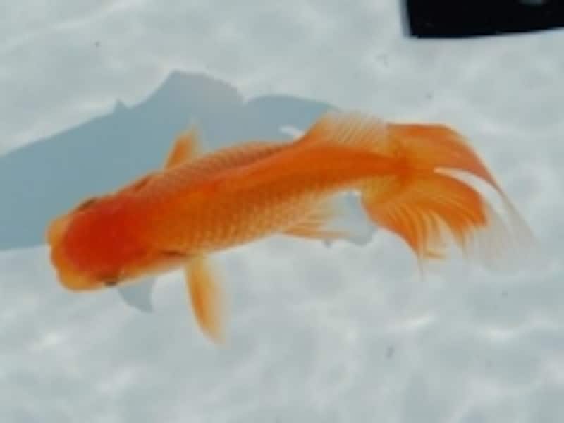 金魚の種類を学ぼう 金魚の体色と鱗の種類はさまざま 金魚 All About