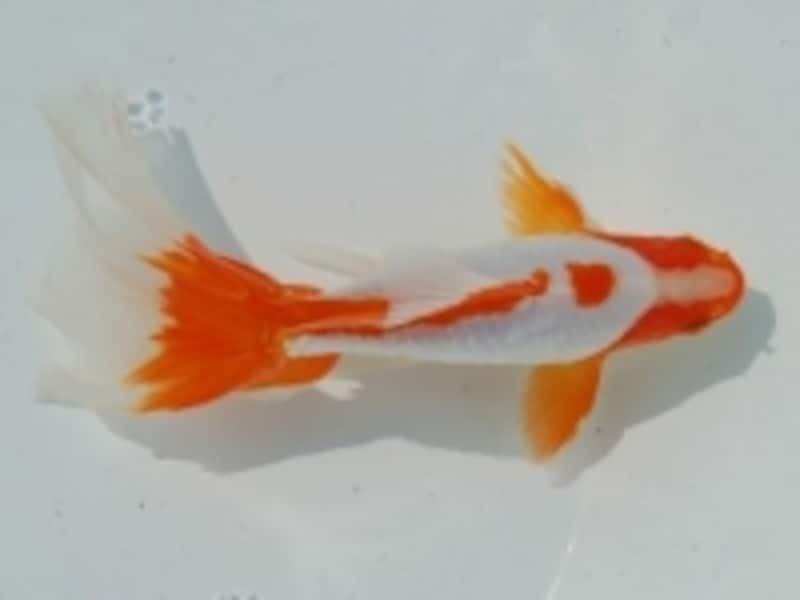 2008年以降、地金とパンダ蝶尾を交配させてできたという「東海錦」