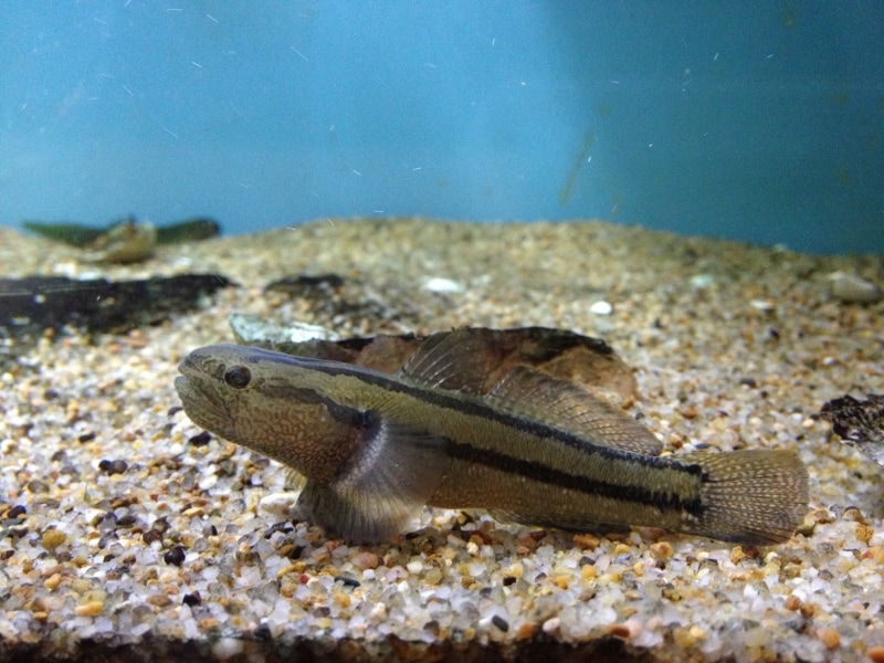 浦安市郷土博物館