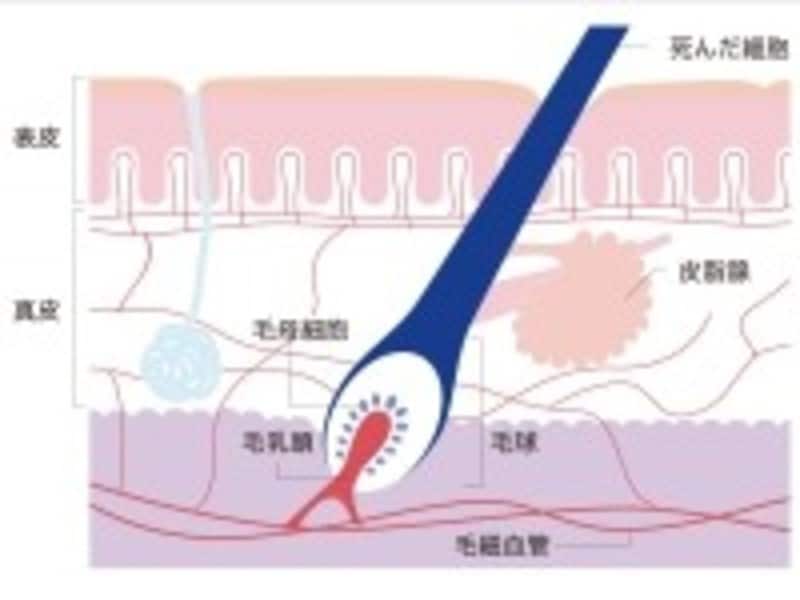 髪の老化は頭皮の老化。頭皮をケアする事が髪の老化を防ぎます