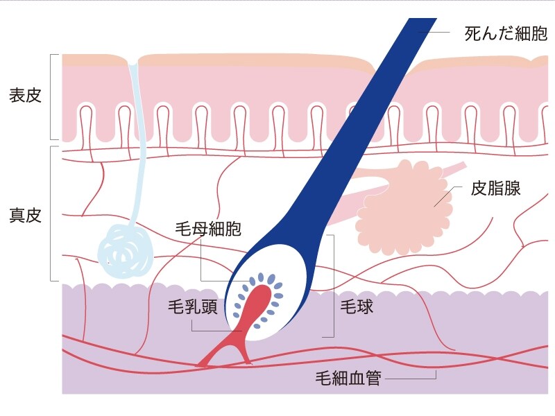 頭皮断面図