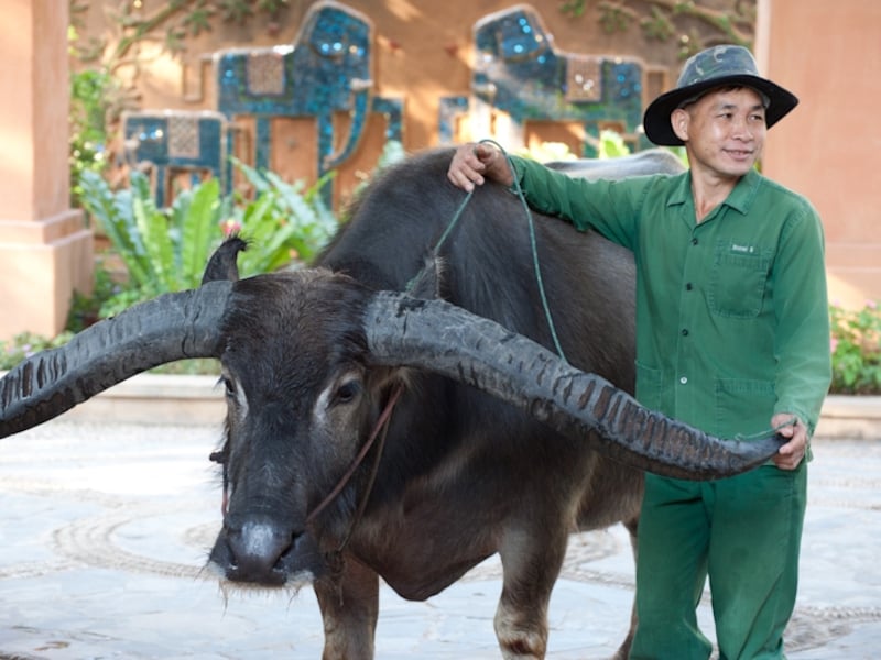 立派な角を持つ水牛。こちらもリゾートで飼育されている