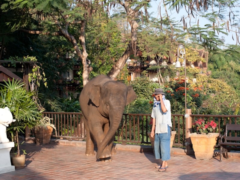 朝の挨拶に来た子象。階段を器用に上り下り しながらやって来る