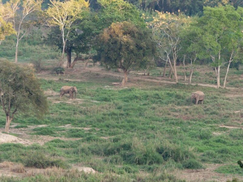 日中、敷地内の牧草地帯には数頭の象が放し飼いに。リゾートのテラスや部屋のベランダ、プールサイドなどからこのワイルドな風景を眺める事ができる