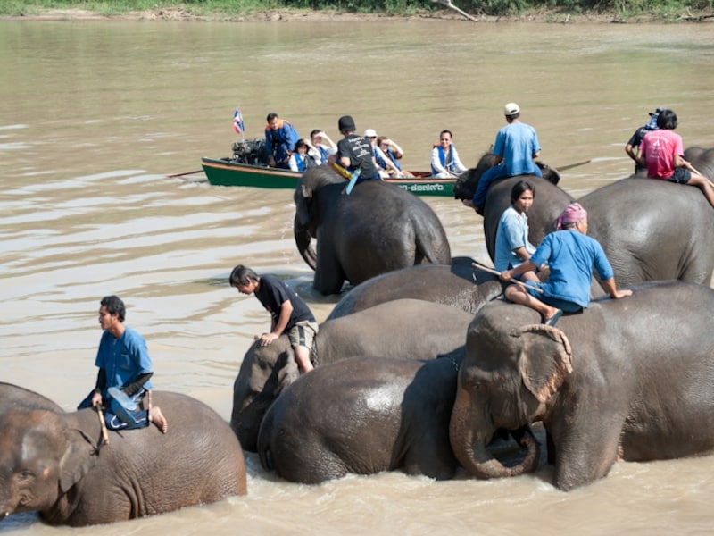 午後2時、水浴びの時間。ゲストは自由に見学することができる。 プロの象使いに混じってアクティビティに参加中のゲストの姿も