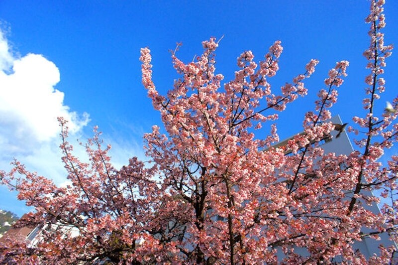 糸川あたみ桜