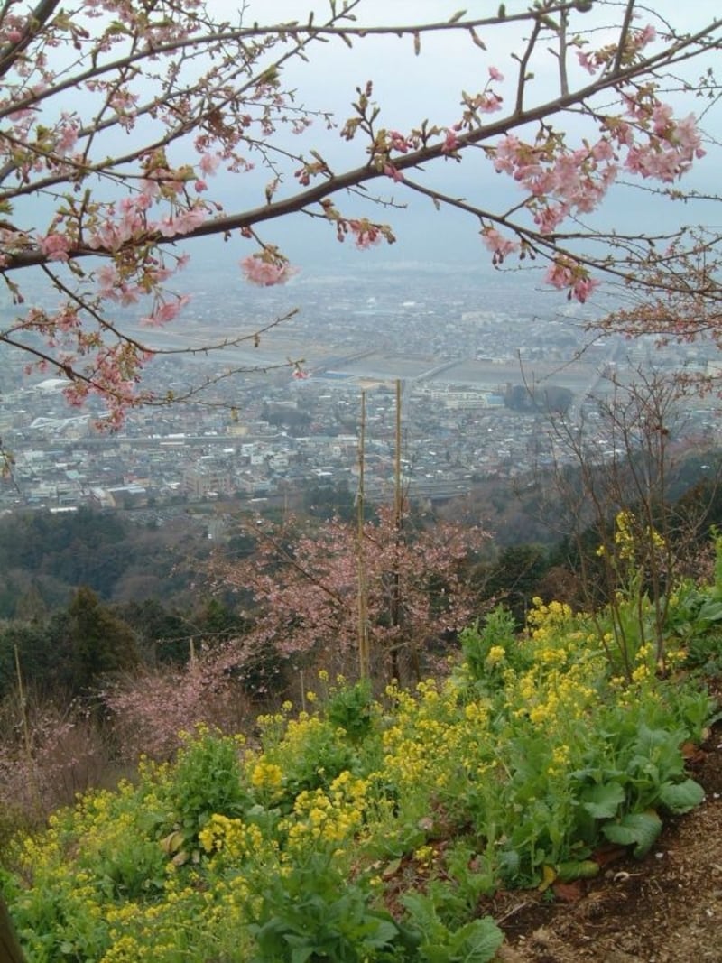 あぐりパーク嵯峨山苑の河津桜（1）／菜の花と共に