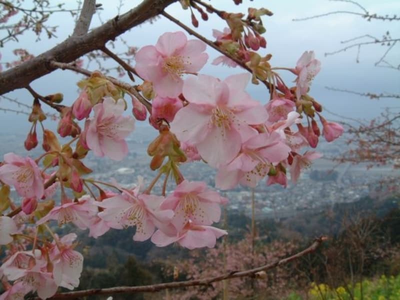 あぐりパーク嵯峨山苑の河津桜（2）