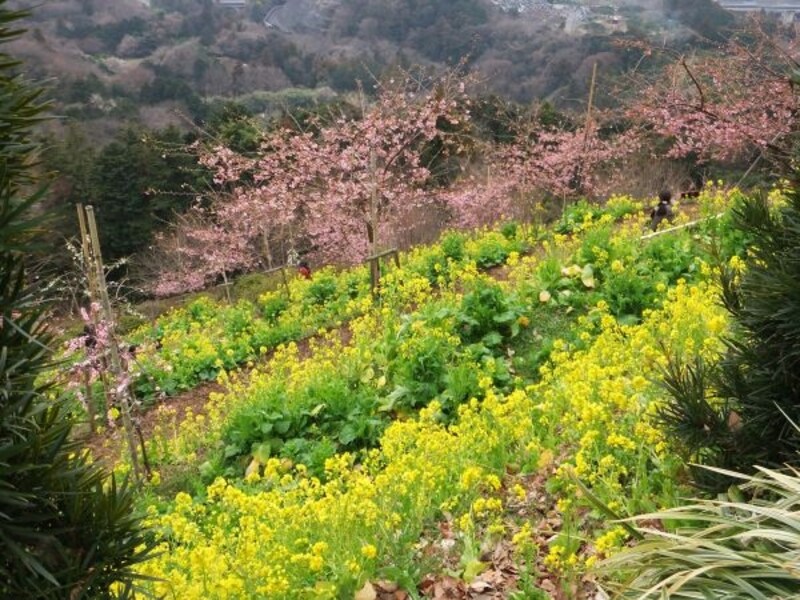 あぐりパーク嵯峨山苑の河津桜（3）／菜の花と共に