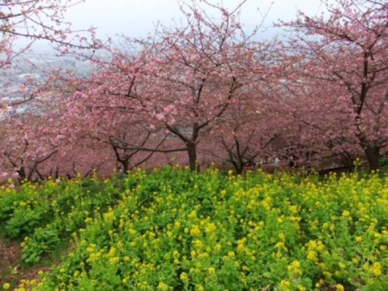 松田・西平畑公園の河津桜（3）／菜の花と共に