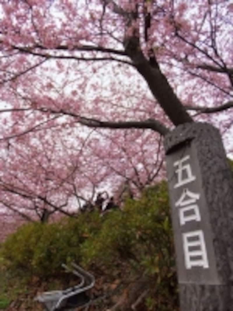 松田・西平畑公園の河津桜（4）