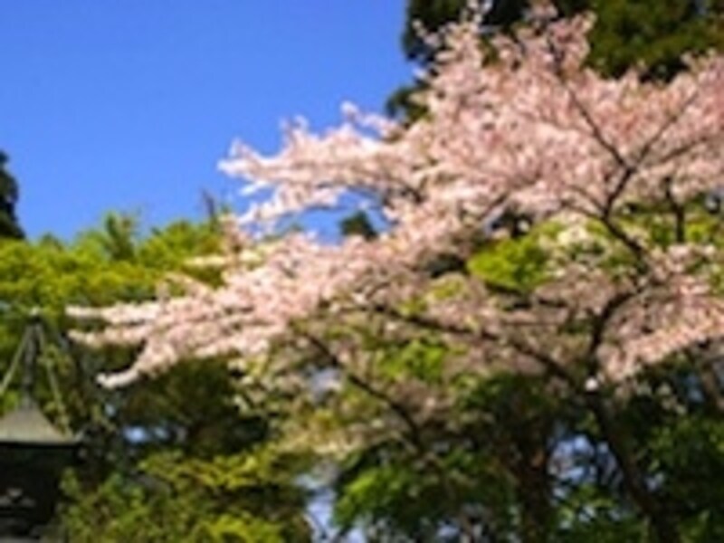 画像はイメージです