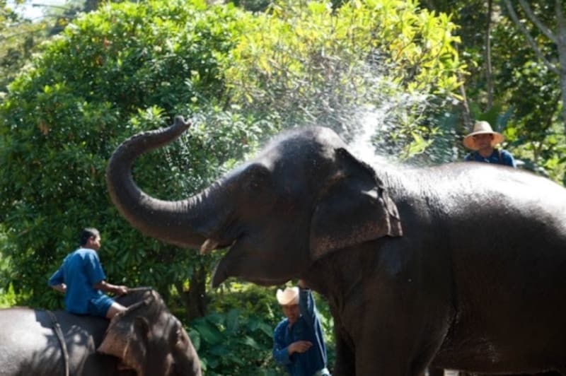 ここに泊まったら「象使いトレーニング」への参加 は必須。ぜひ体験してほしいアクティビティです