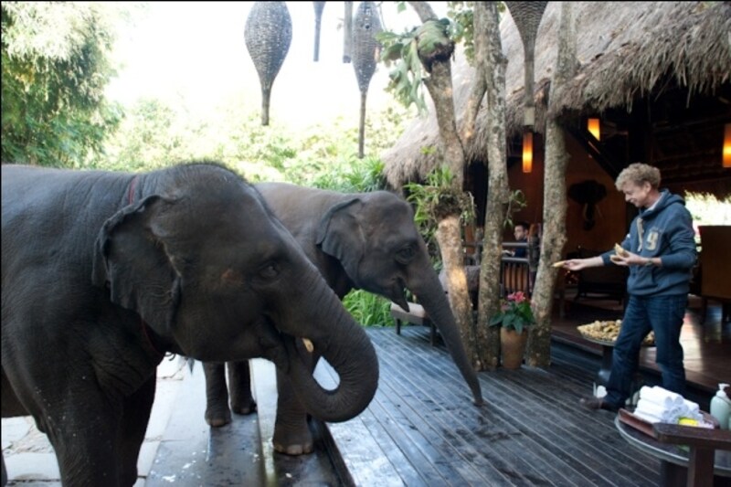 朝食会場に現れた象たち。用意された餌をゲスト が直接与えることもできます