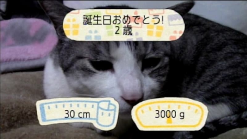 ペットの生後日数でオリジナルスタンプを利用