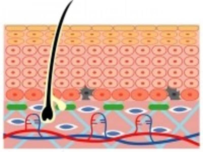 肌のターンオーバー