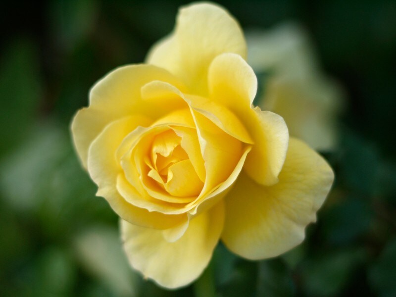 ブリザーブドの王道のバラ。1本1本しっかり見極めることが大切です