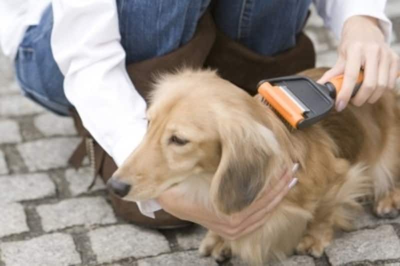犬の毛玉の取り方 予防法 ポイントを押さえて愛犬の皮膚を守ろう 犬 All About