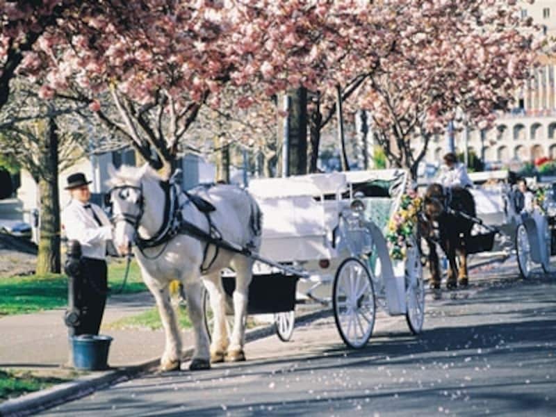 満開の桜の中、ビクトリア名物の馬車観光を楽しむのも良いかも (C) Tourism Victoria