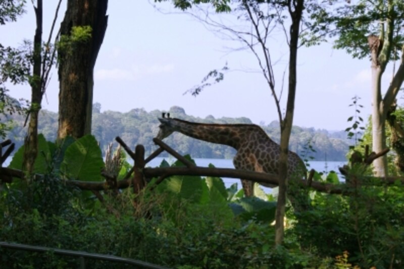 檻がない 自然の姿の動物たち シンガポール動物園 シンガポール All About 檻がない 自然の姿の動物たち シンガポール動物園 シンガポール All About