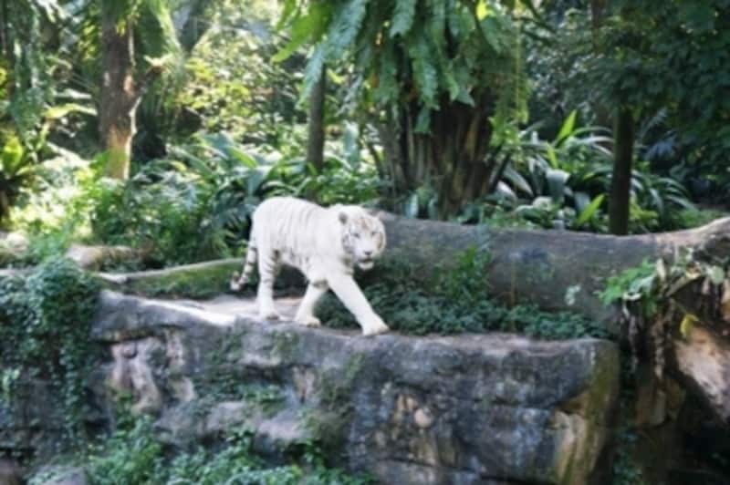 檻がない 自然の姿の動物たち シンガポール動物園 シンガポール All About