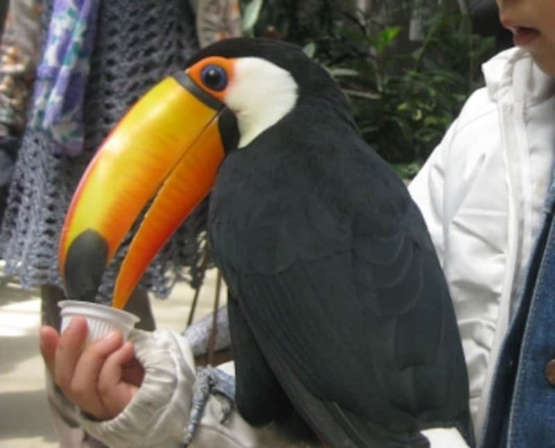 松江フォーゲルパーク で花と鳥たちに癒される 松江 出雲の観光 旅行 All About