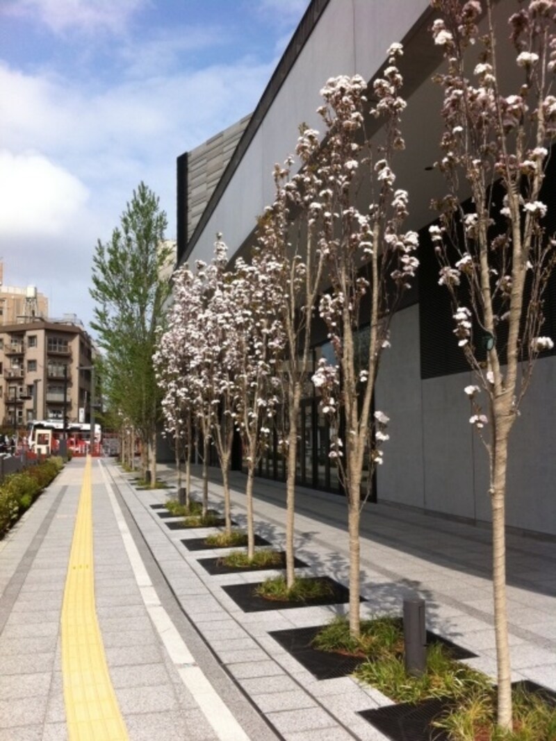 敷地内の桜・アマノガワ