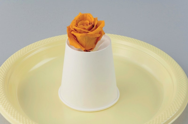 紙コップでの乾燥