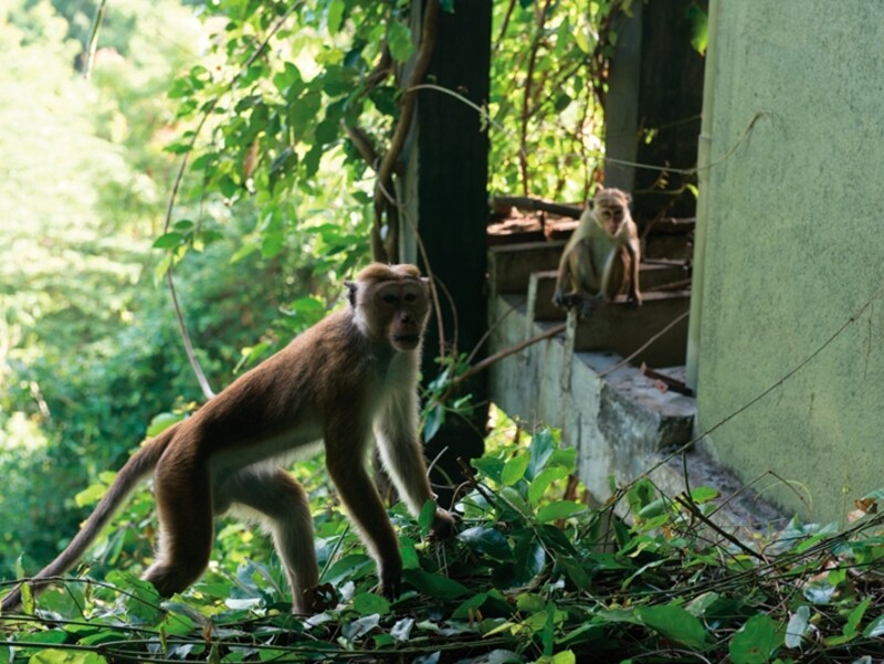 ベランダに寄って来る猿は部屋の中のおやつを狙っているので、窓にはしっかりロックを掛けて