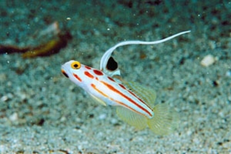 マクロから大型魚まで見られる 大月 柏島 竜の浜 スキューバダイビング All About