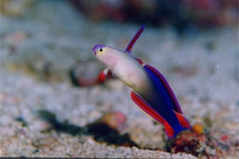 マクロから大型魚まで見られる 大月 柏島 竜の浜 スキューバダイビング All About