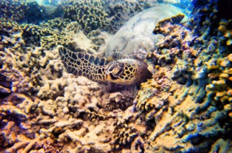 天国の海カネオヘ湾サンドバーでウミガメと遭遇 スキューバダイビング All About