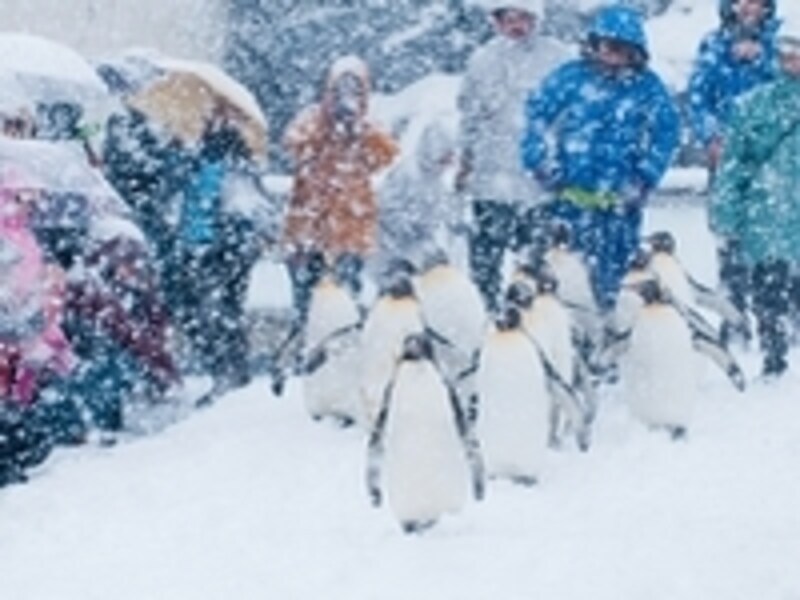 ペンギンの散歩は、人気のショー。3月以降は1日1回見られるそうです。