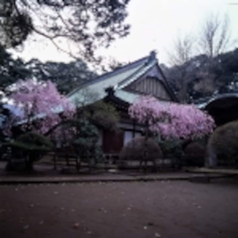 早雲寺の桜