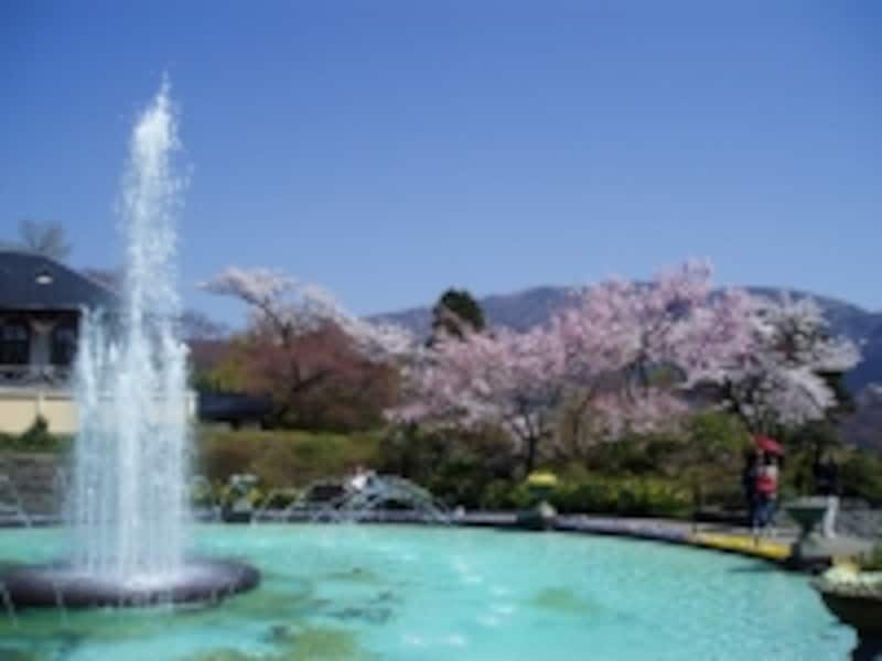 箱根強羅公園の桜