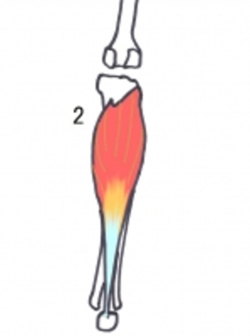 2.ヒラメ筋