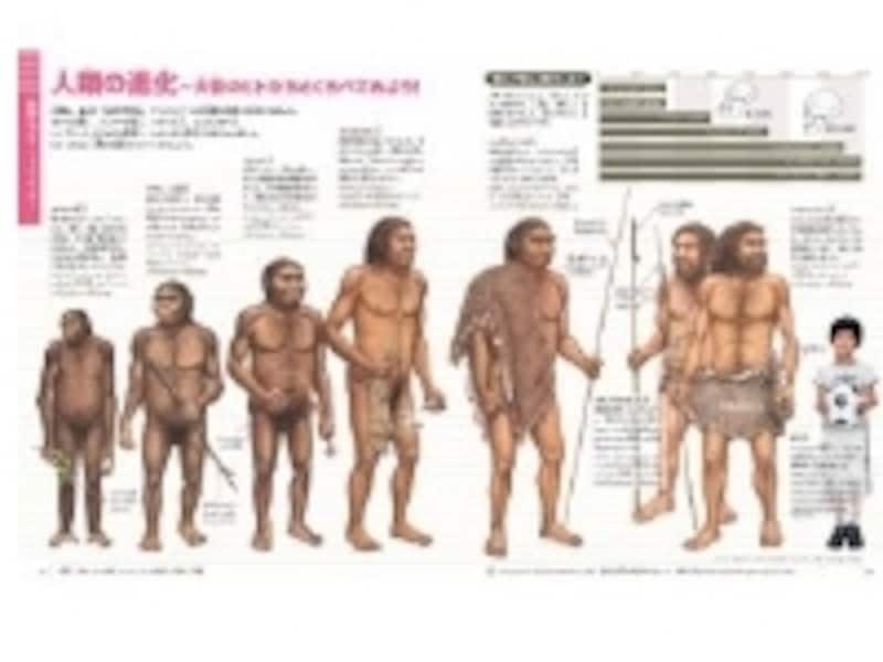 人類の進化は9歳の男子平均と比較。子供図鑑ならではのわかりやすさです