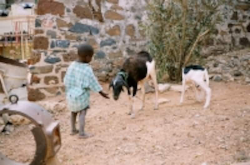 ゴレ島は今では人々の生活の島でもある