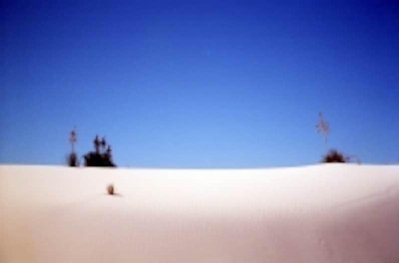 厳しい環境でもしたたかに根を張る植物もいる