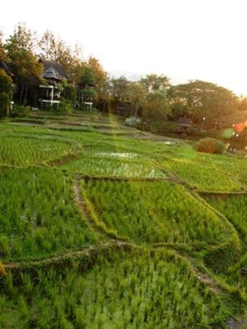 棚田, フォーシーズンズ, チェンマイ